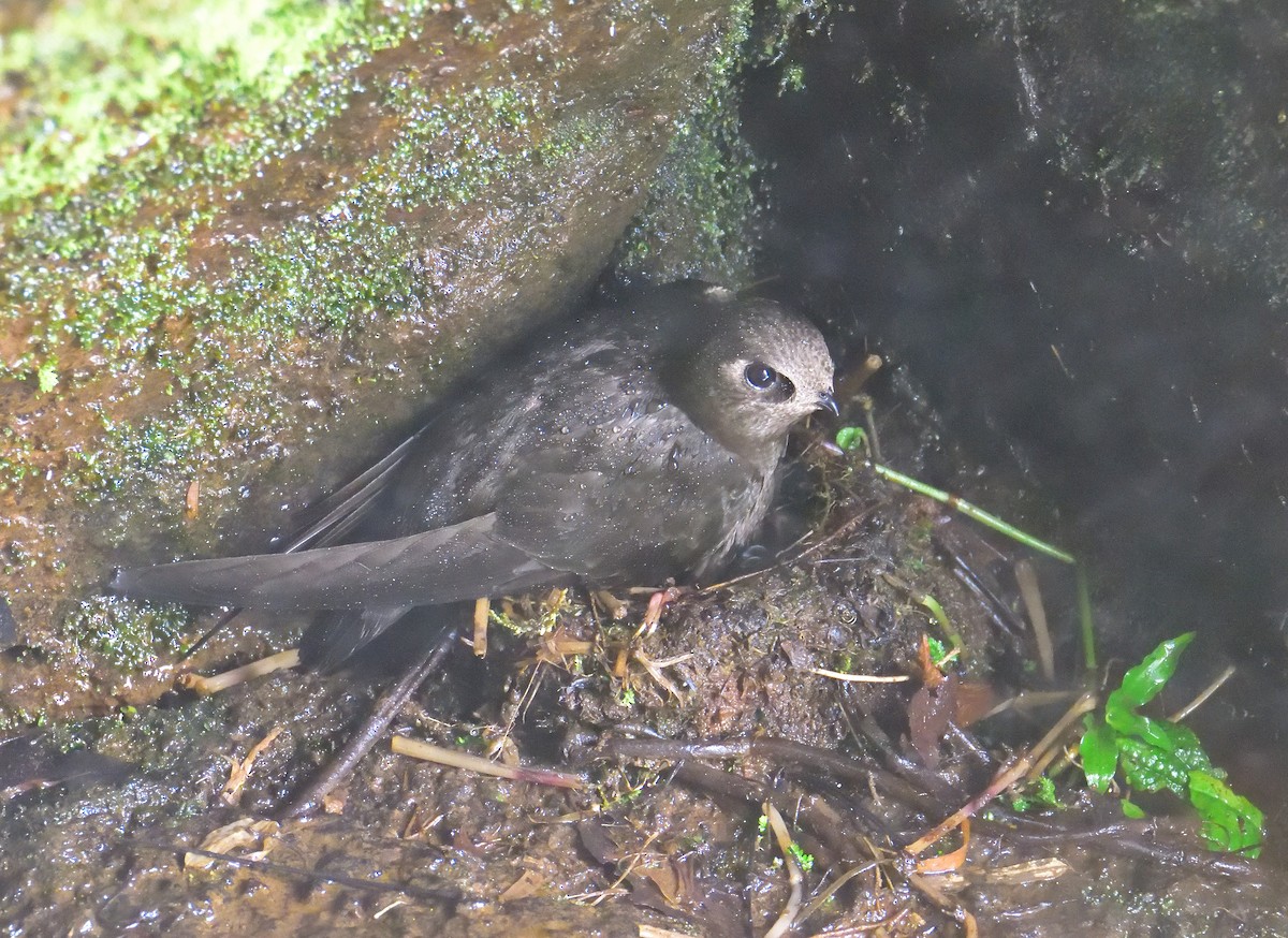 Great Dusky Swift - ML652891445