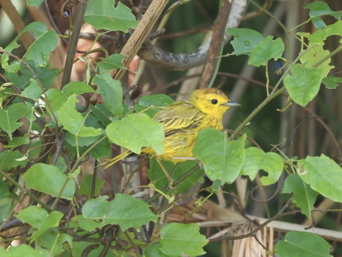 Mangrove Yellow Warbler (Cozumel) - ML652891457