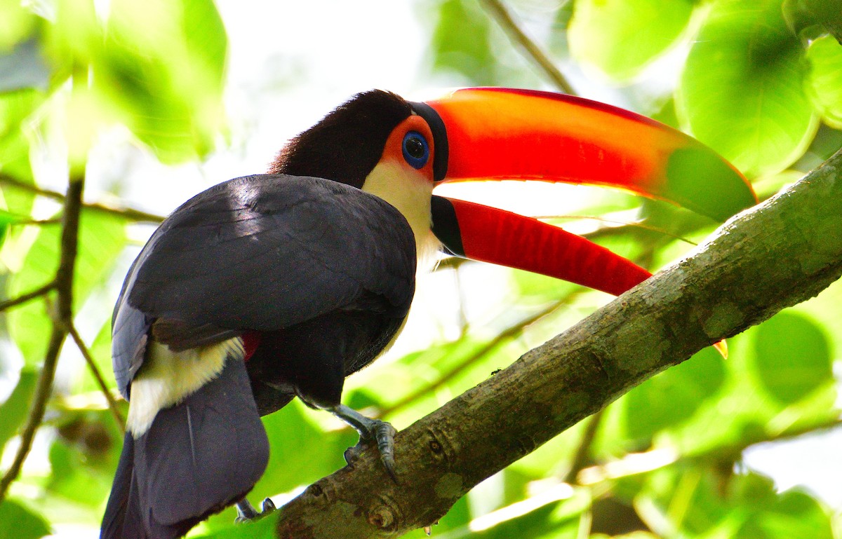 Toco Toucan - ML652891465
