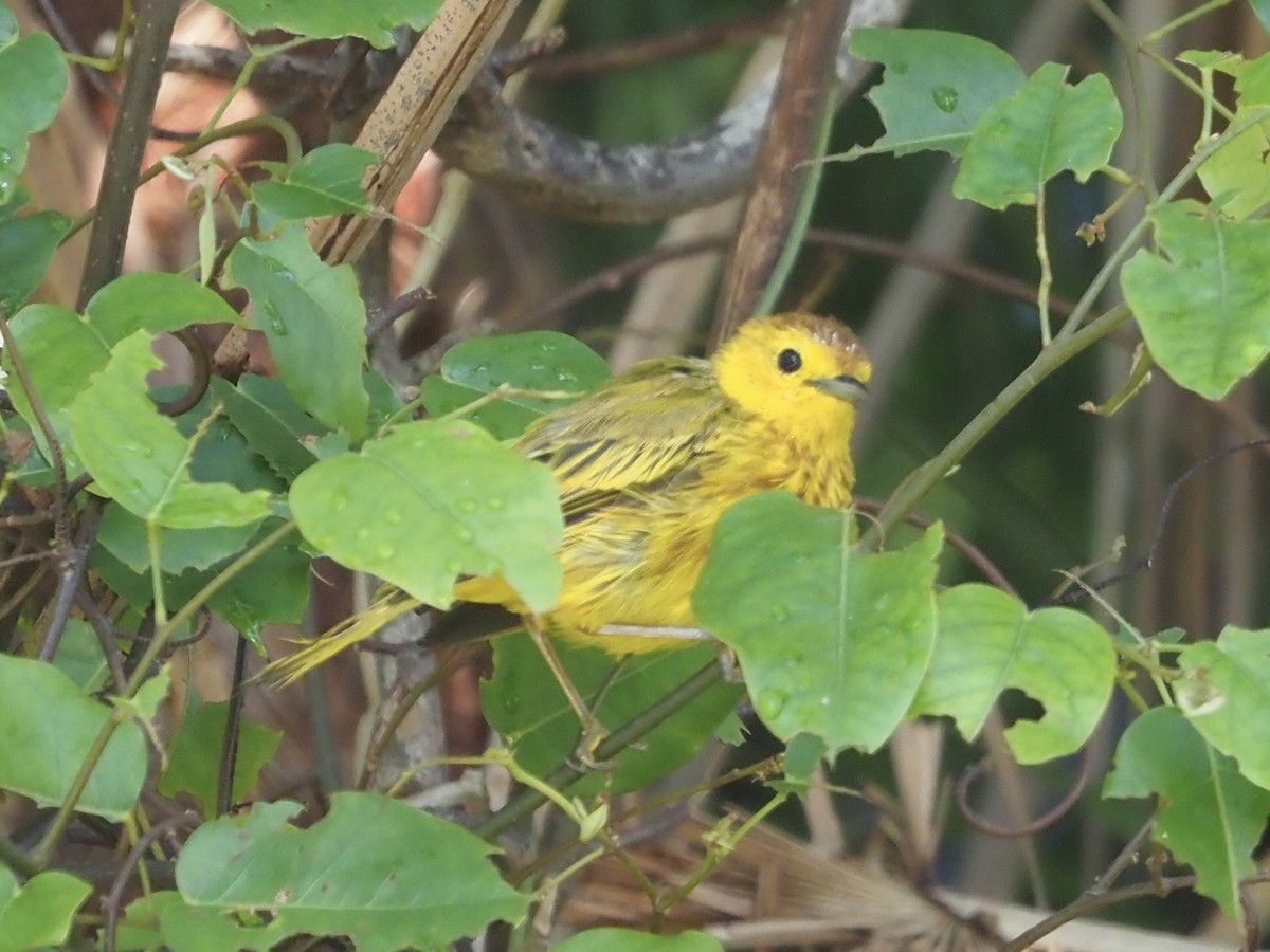Mangrove Yellow Warbler (Cozumel) - ML652891470