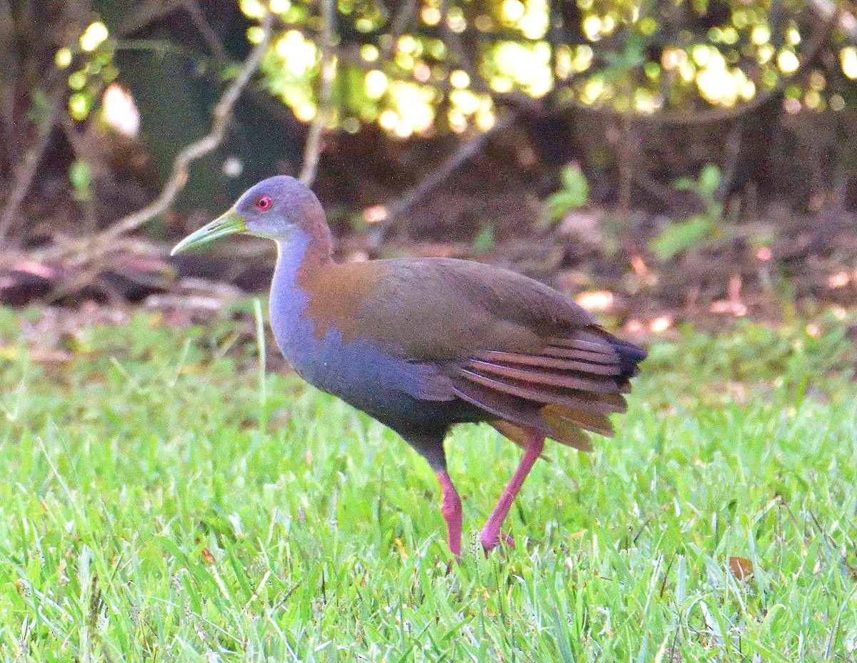 Slaty-breasted Wood-Rail - ML652891481