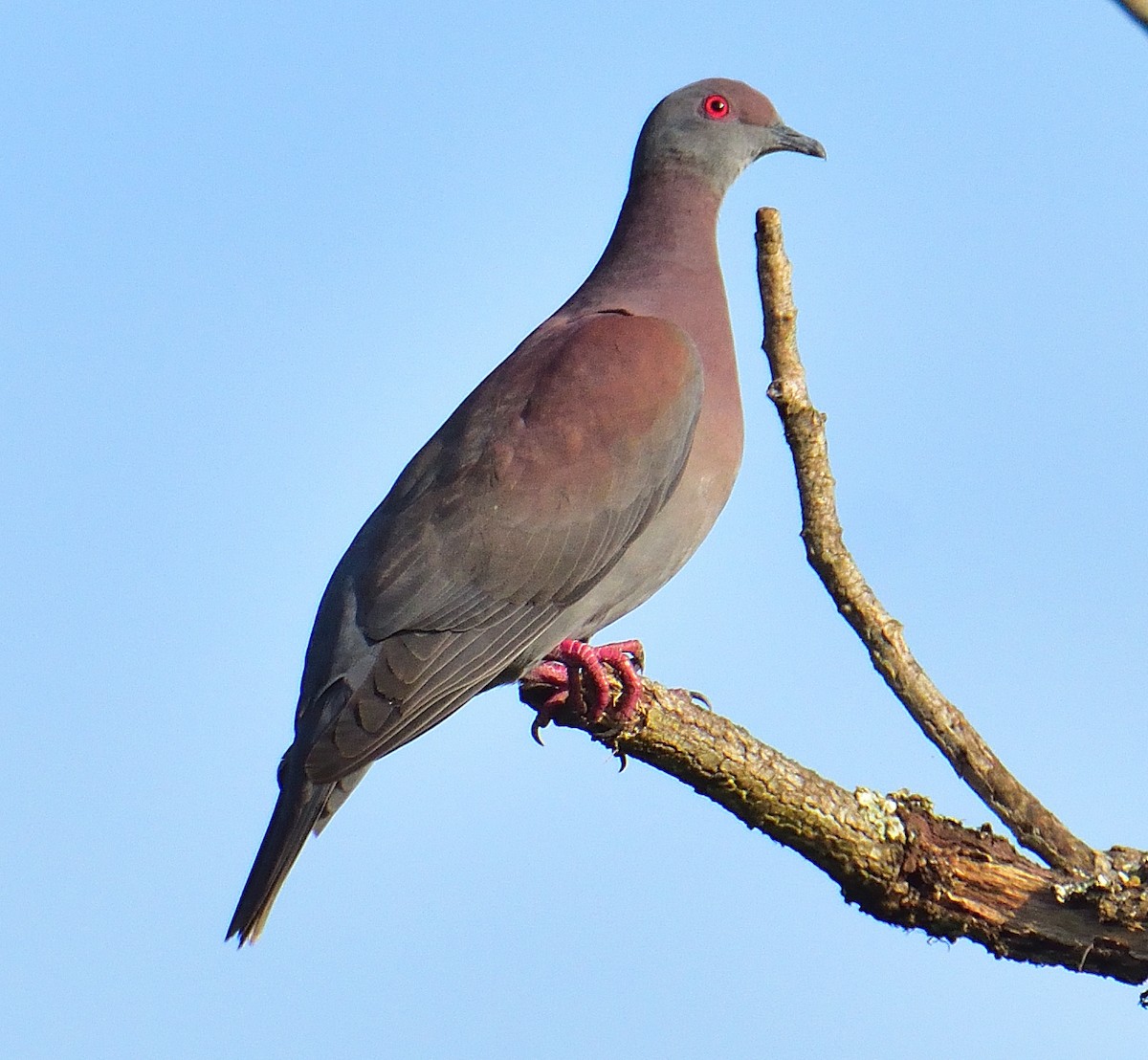 Pale-vented Pigeon - ML652891512