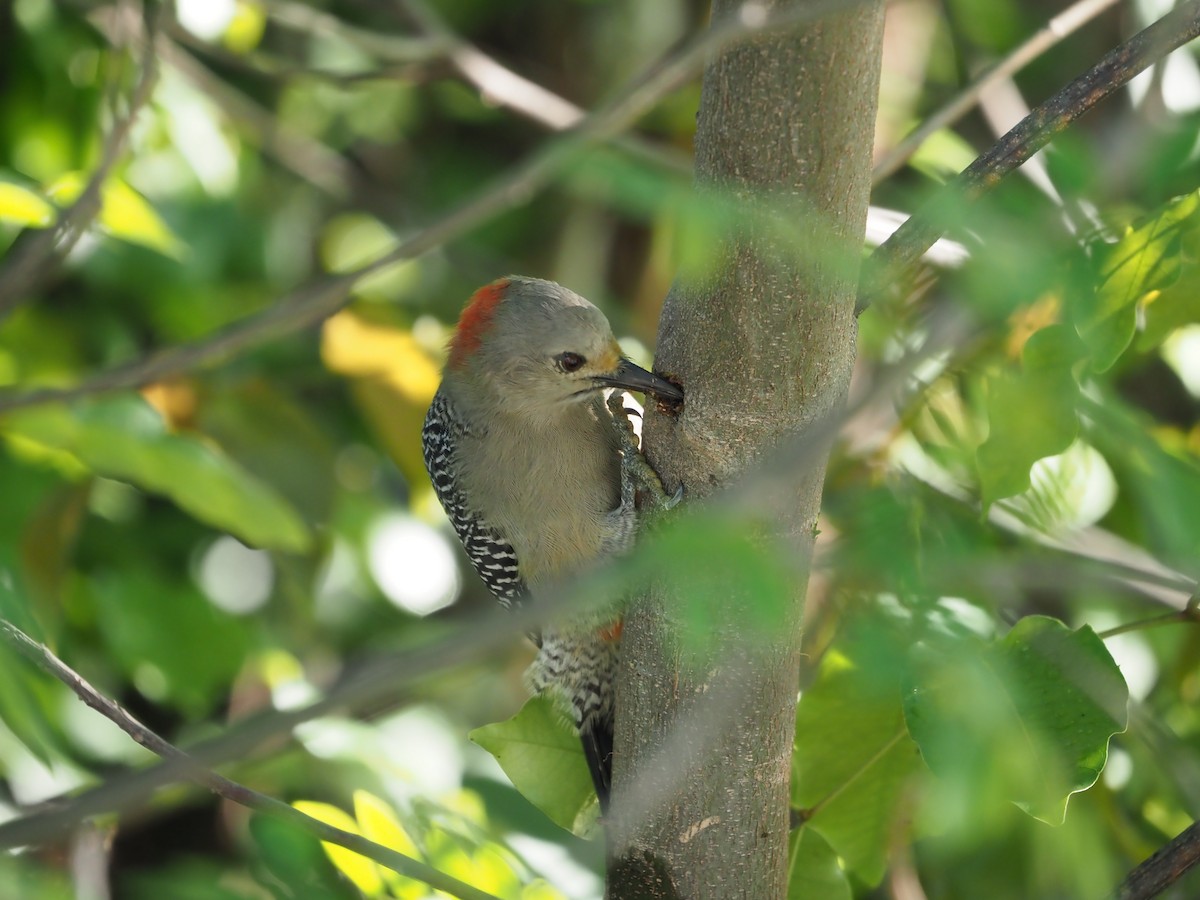 Yucatan Woodpecker - ML652891543