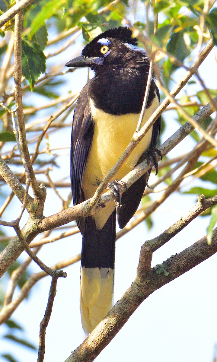 Plush-crested Jay - ML652891544
