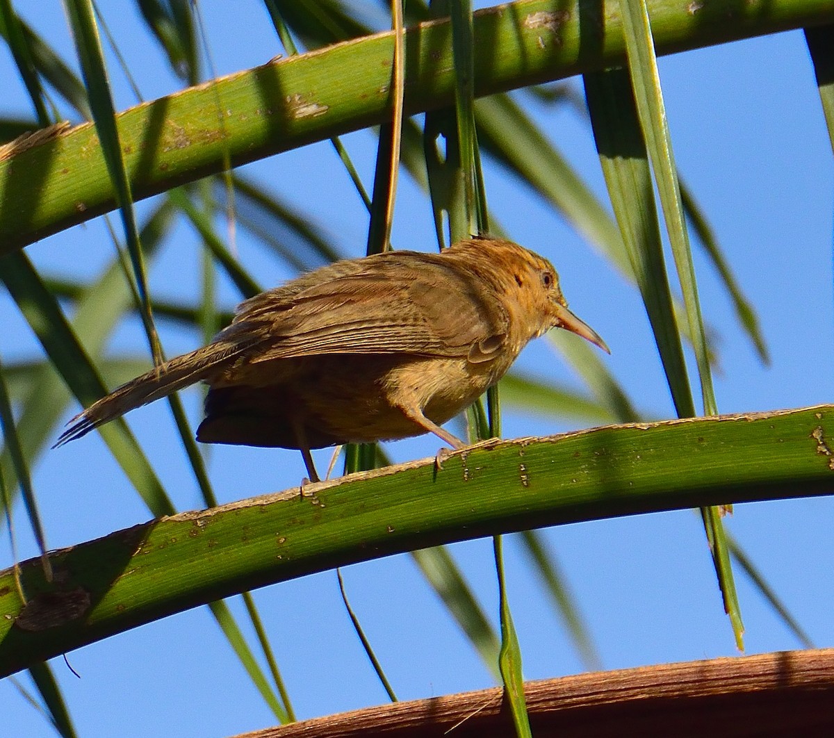 Thrush-like Wren - ML652891580