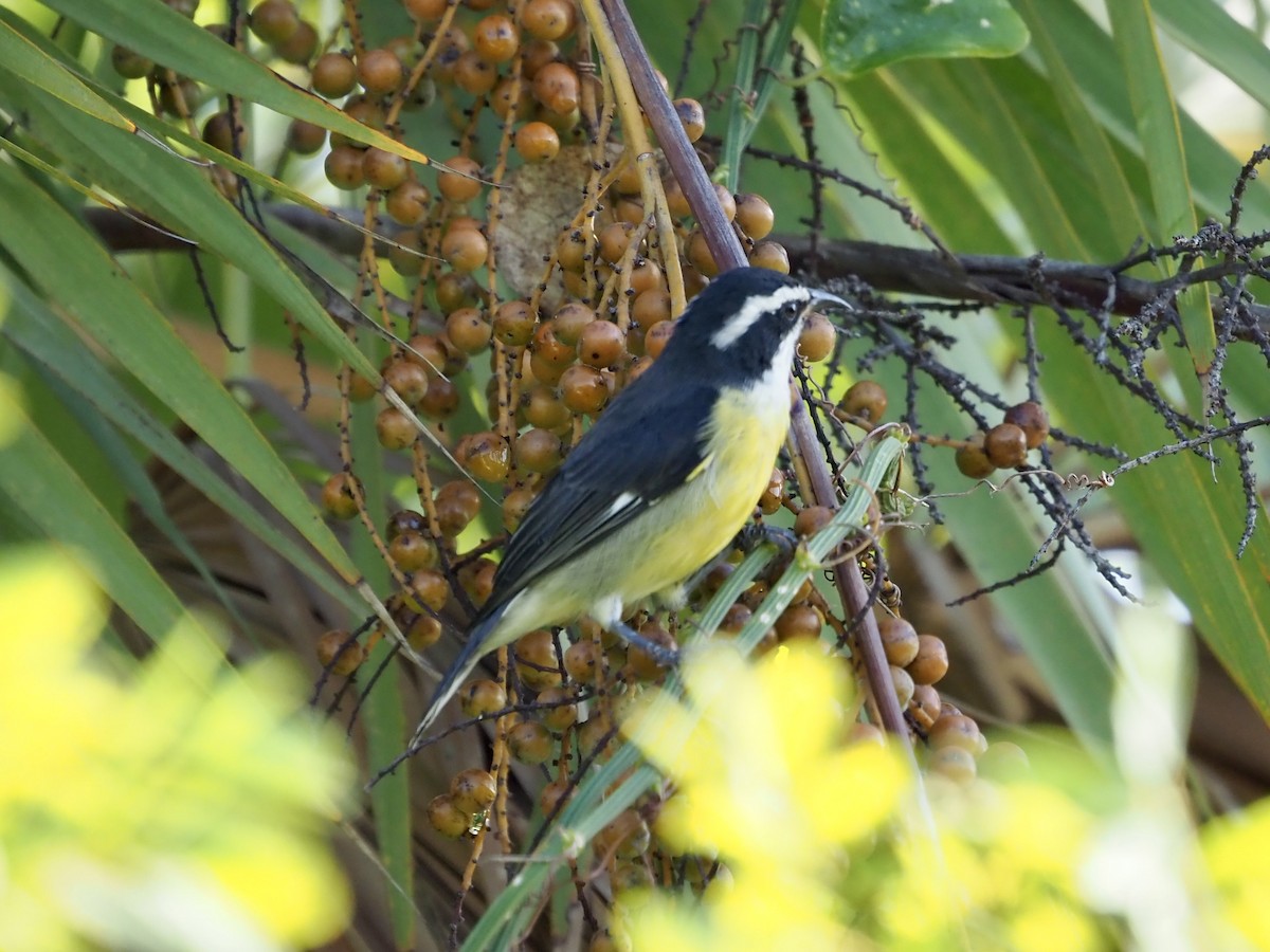Bananaquit (Quintana Roo) - ML652891608