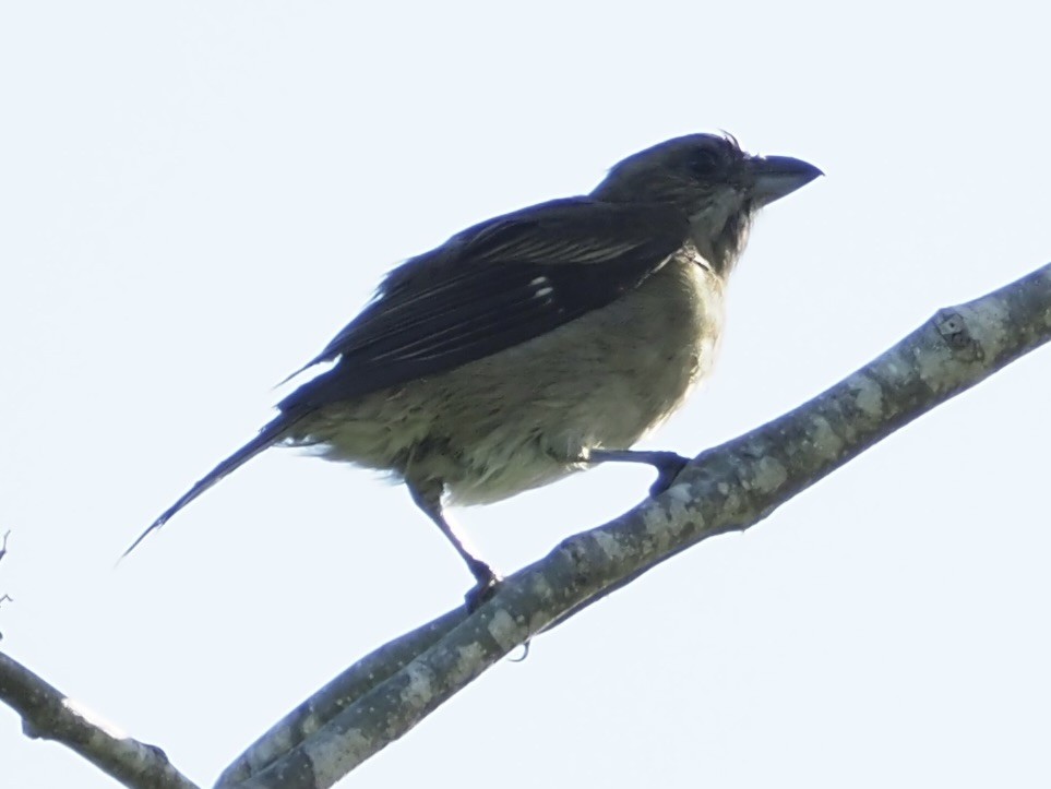 Western Spindalis (Cozumel I.) - ML652891642