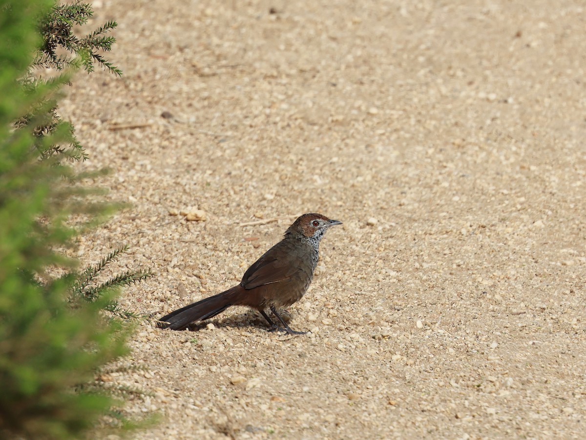 Rufous Bristlebird - ML652891644