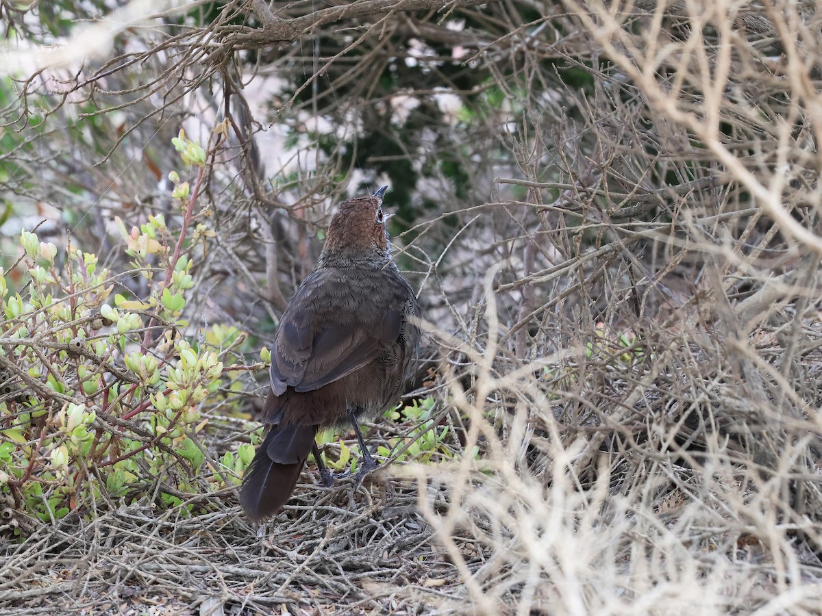 Rufous Bristlebird - ML652891645