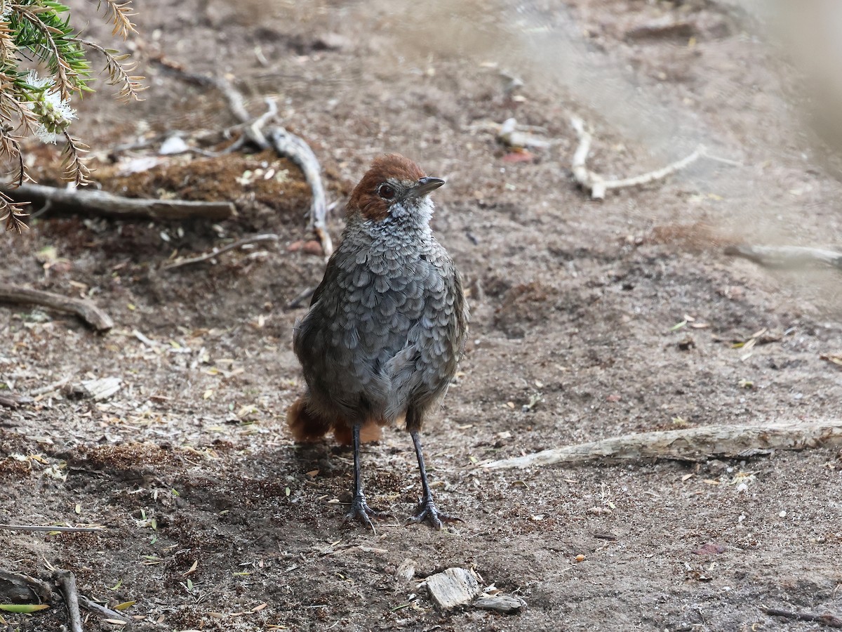 Rufous Bristlebird - ML652891646