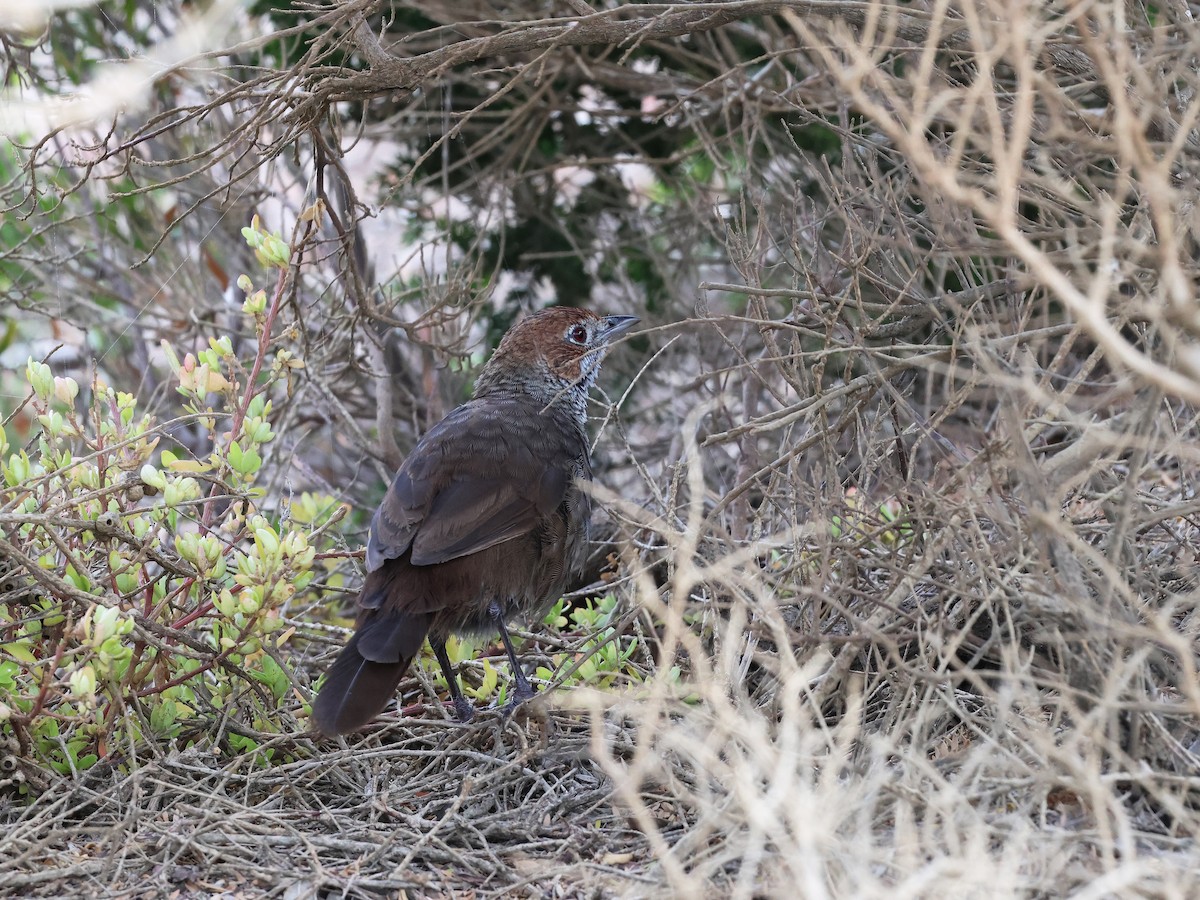 Rufous Bristlebird - ML652891647