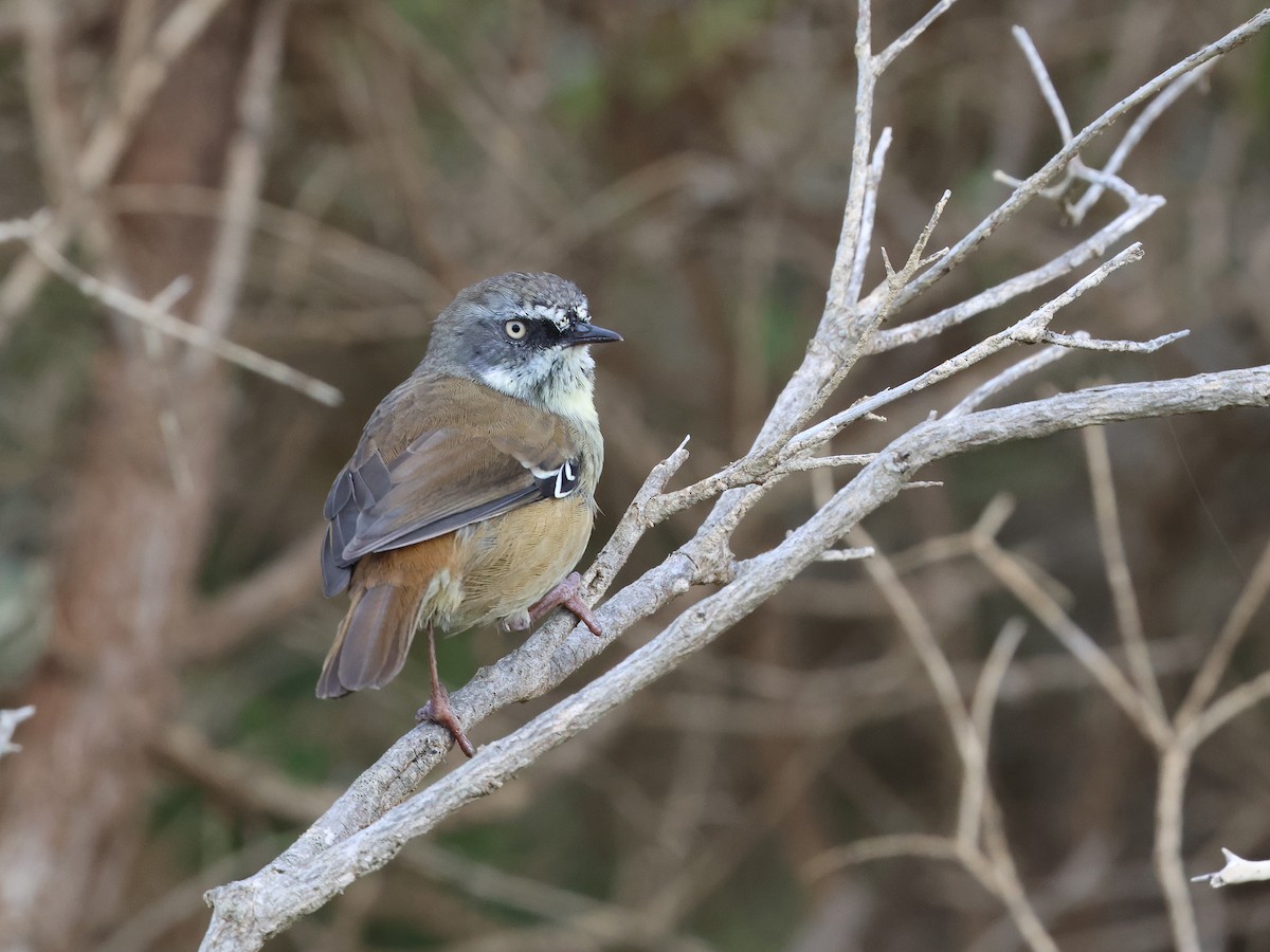 White-browed Scrubwren - ML652891651