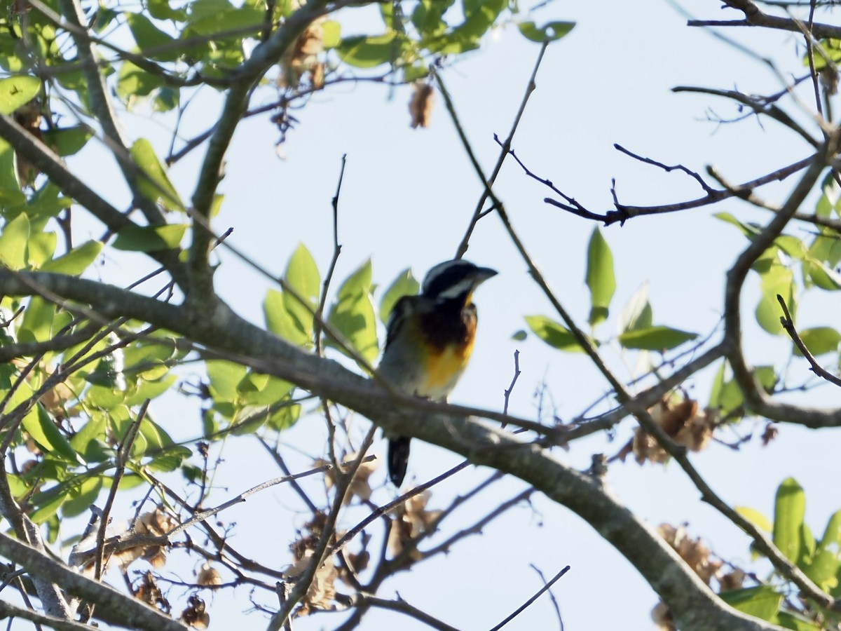 Western Spindalis (Cozumel I.) - ML652891659