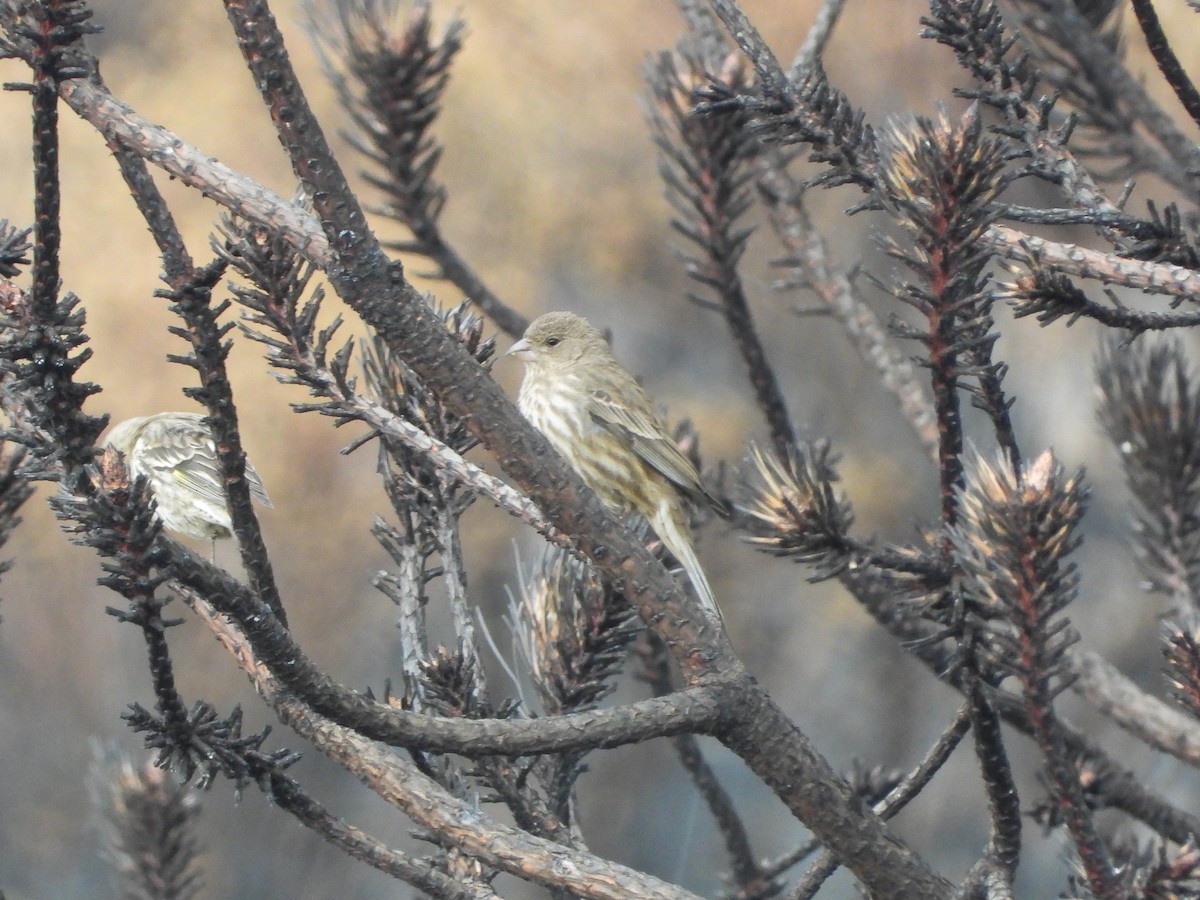 Pine Siskin (Northern) - ML652891714