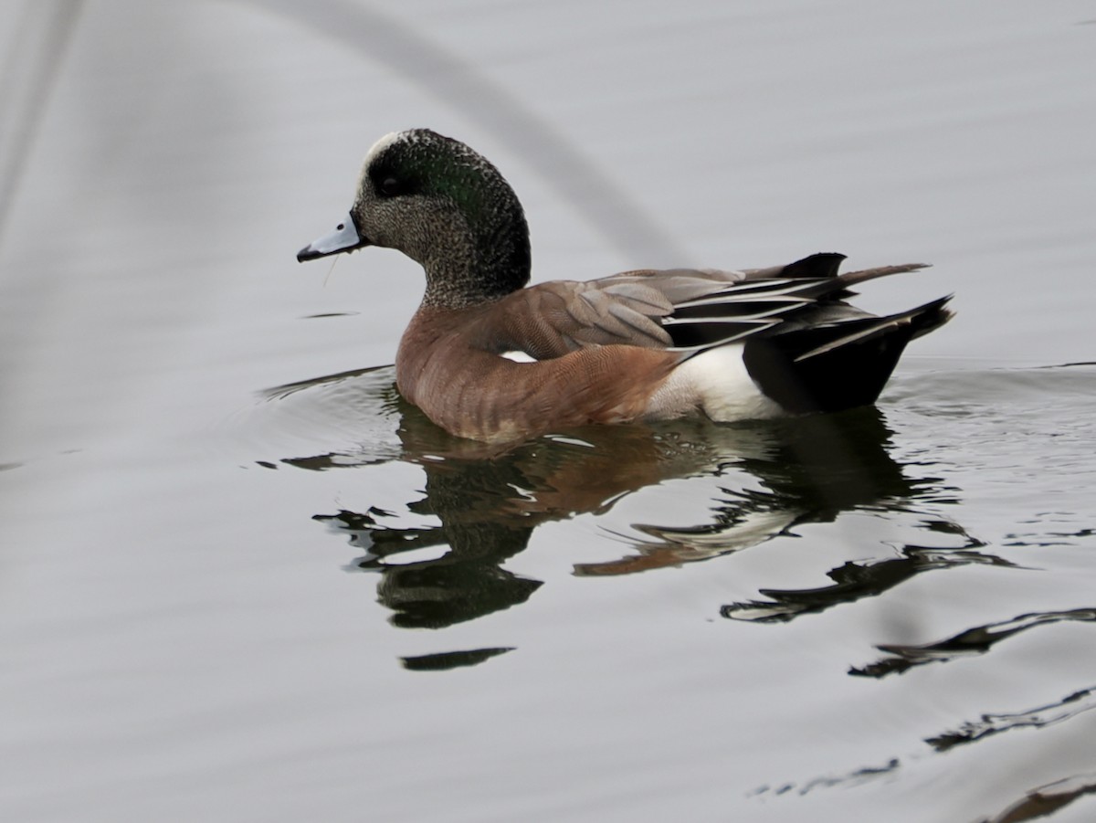 葡萄胸鴨 - ML652891756