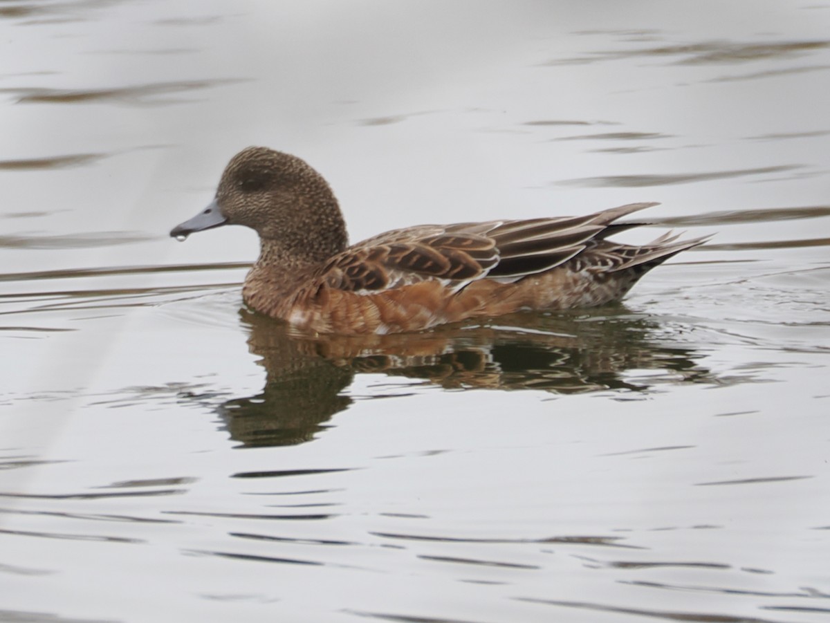 葡萄胸鴨 - ML652891762