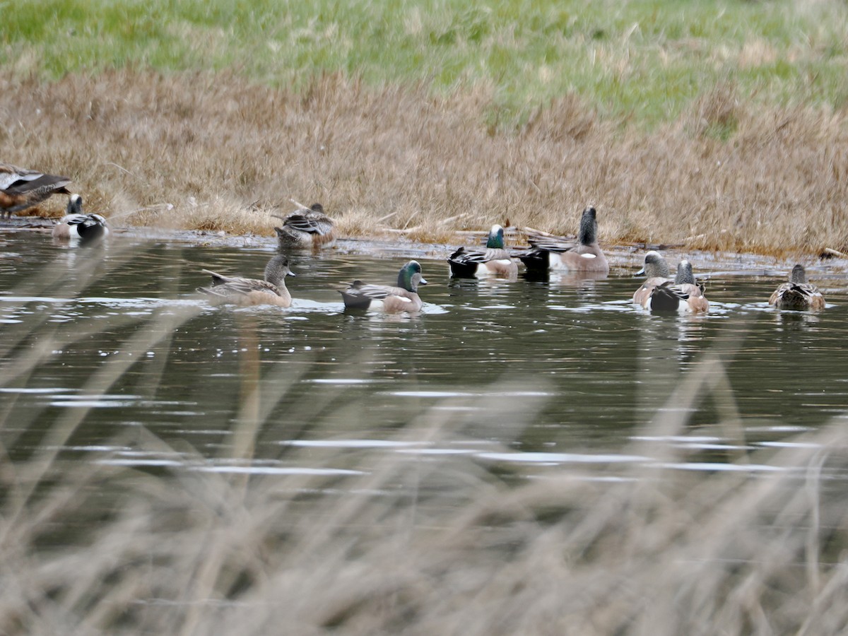葡萄胸鴨 - ML652891765