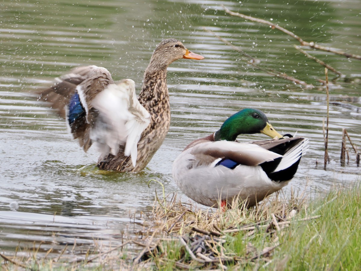 綠頭鴨 - ML652891784