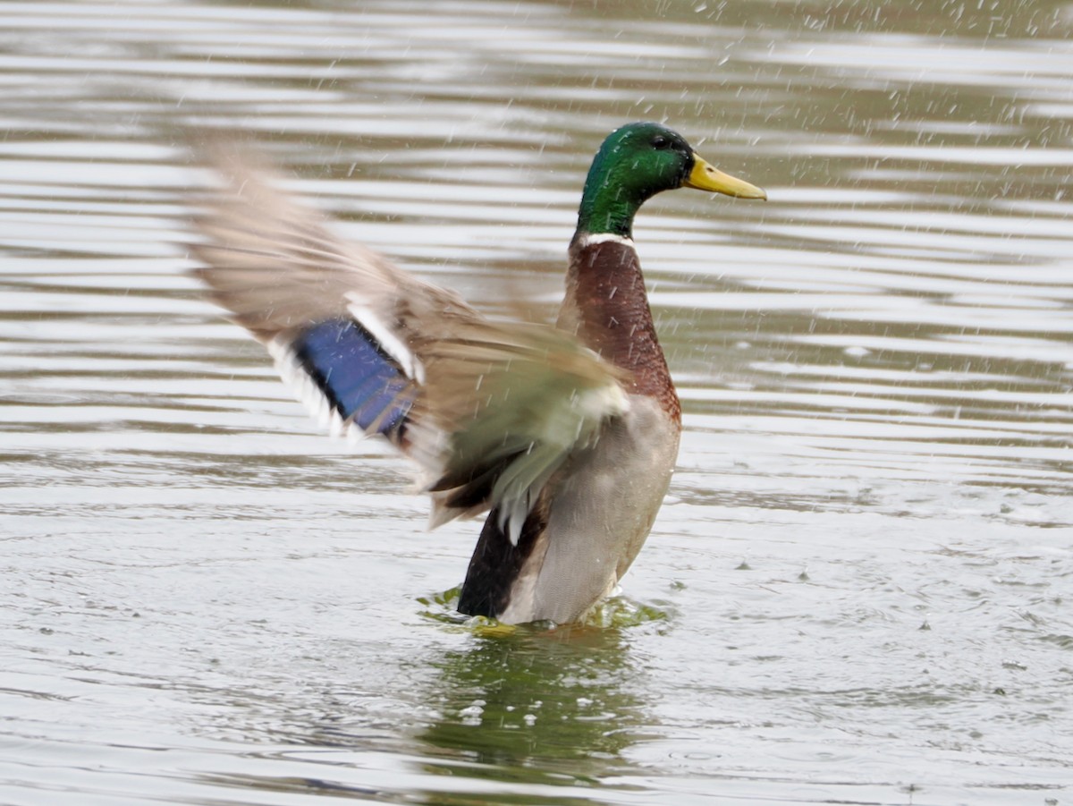 綠頭鴨 - ML652891793