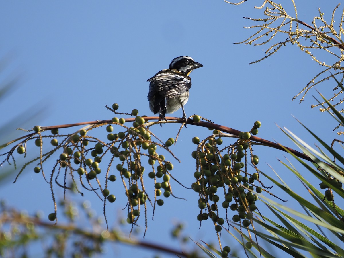 Western Spindalis (Cozumel I.) - ML652891796