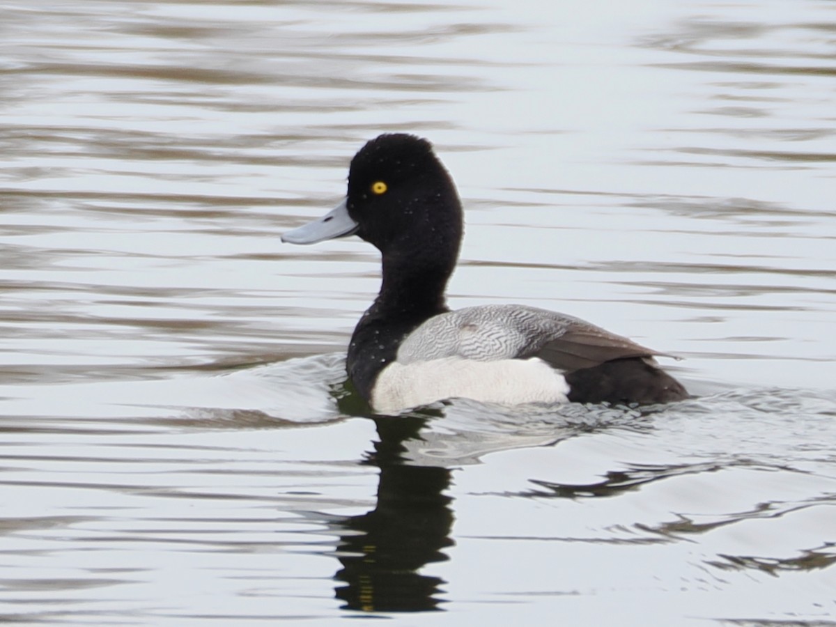 小斑背潛鴨 - ML652891813