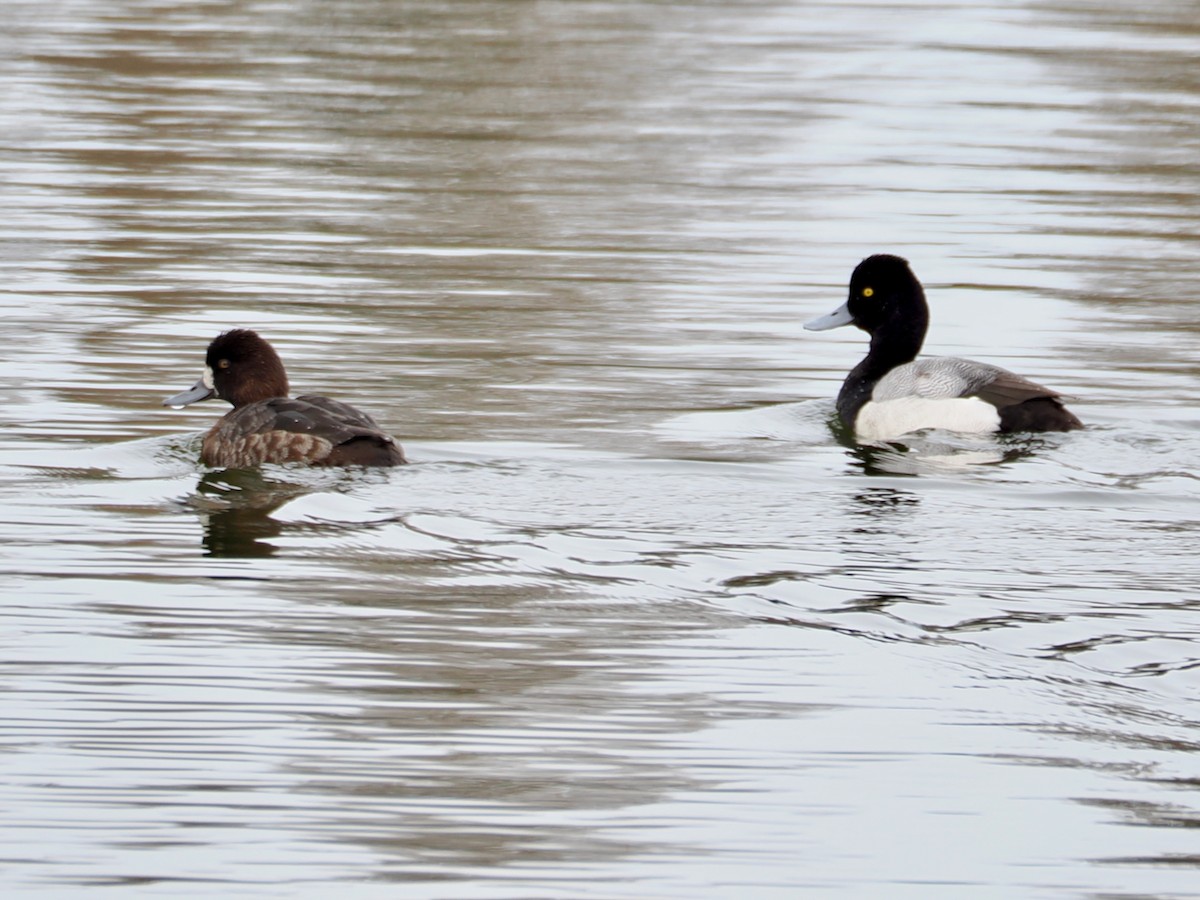小斑背潛鴨 - ML652891821