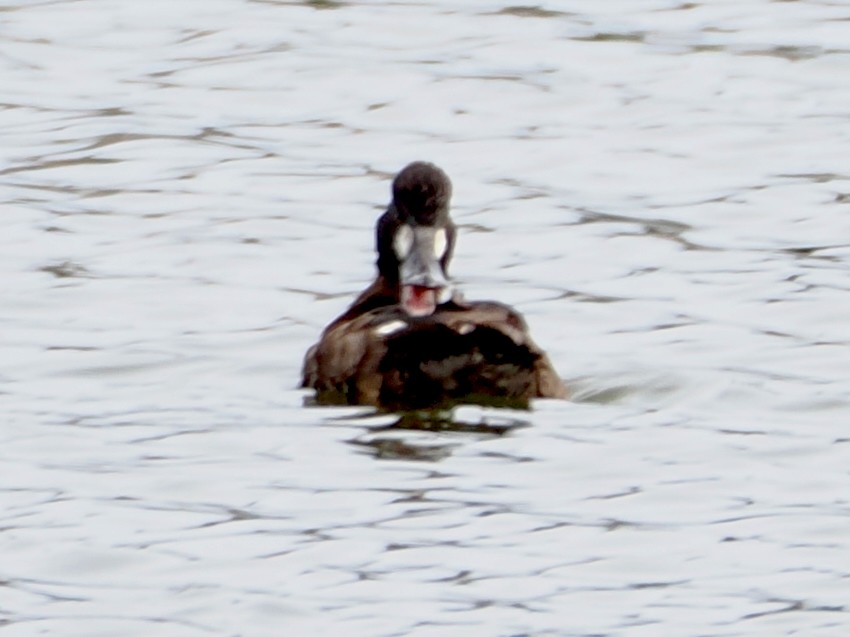小斑背潛鴨 - ML652891864