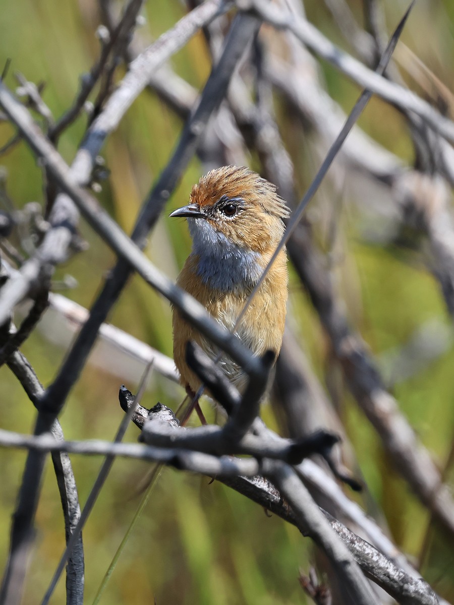 Southern Emuwren - ML652891867