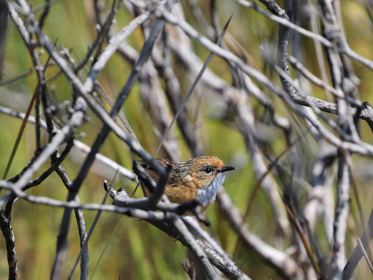 Southern Emuwren - ML652891869