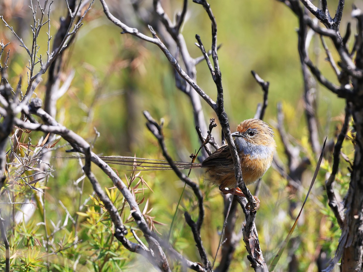 Southern Emuwren - ML652891870