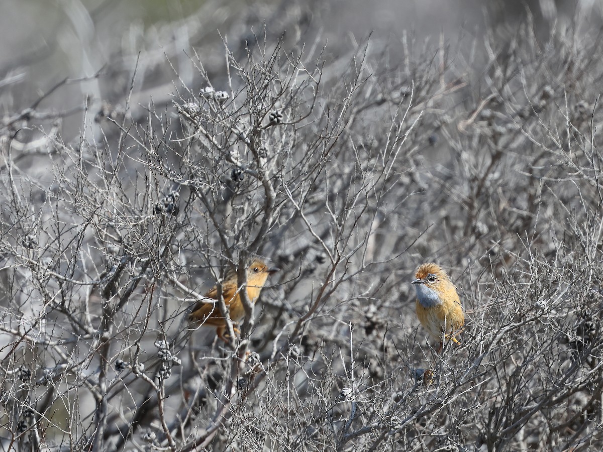 Southern Emuwren - ML652891871