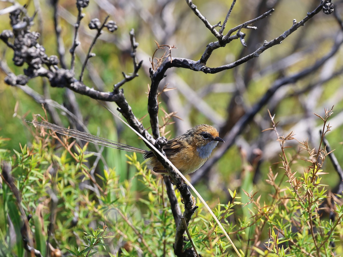 Southern Emuwren - ML652891872