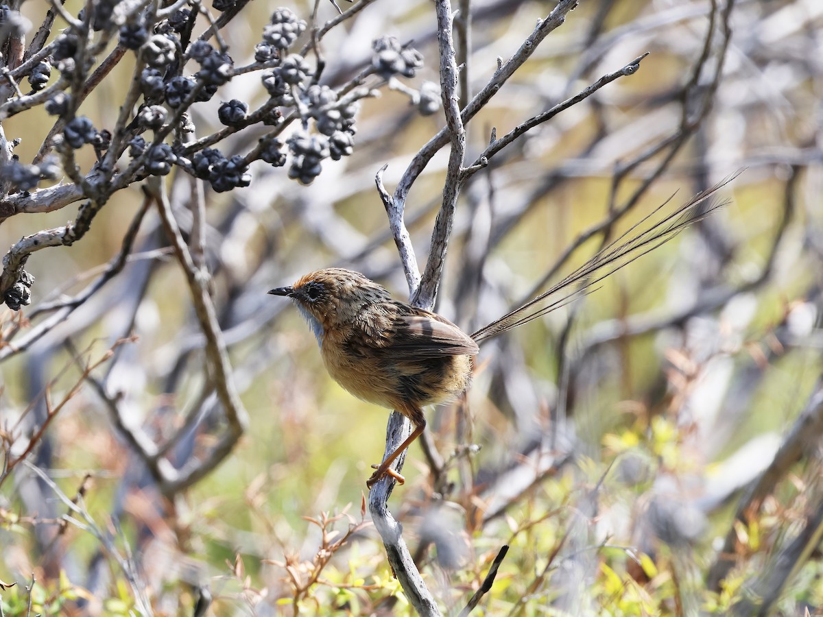 Southern Emuwren - ML652891873