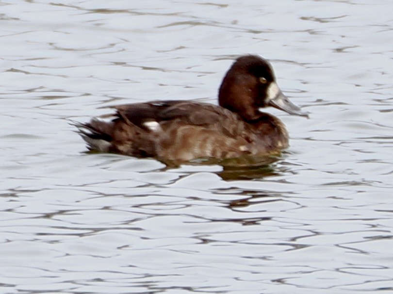 小斑背潛鴨 - ML652891891