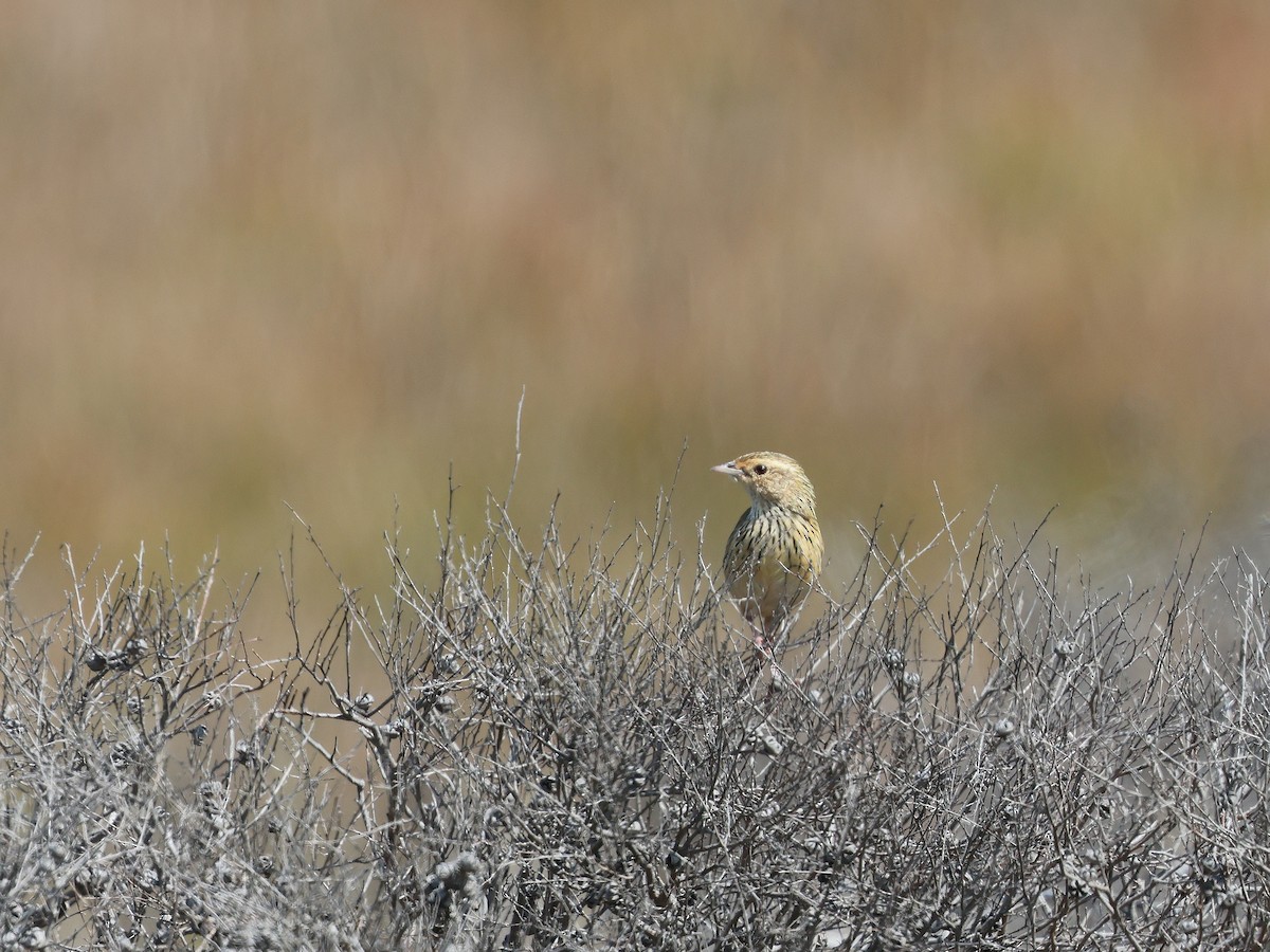 Striated Fieldwren - ML652891892