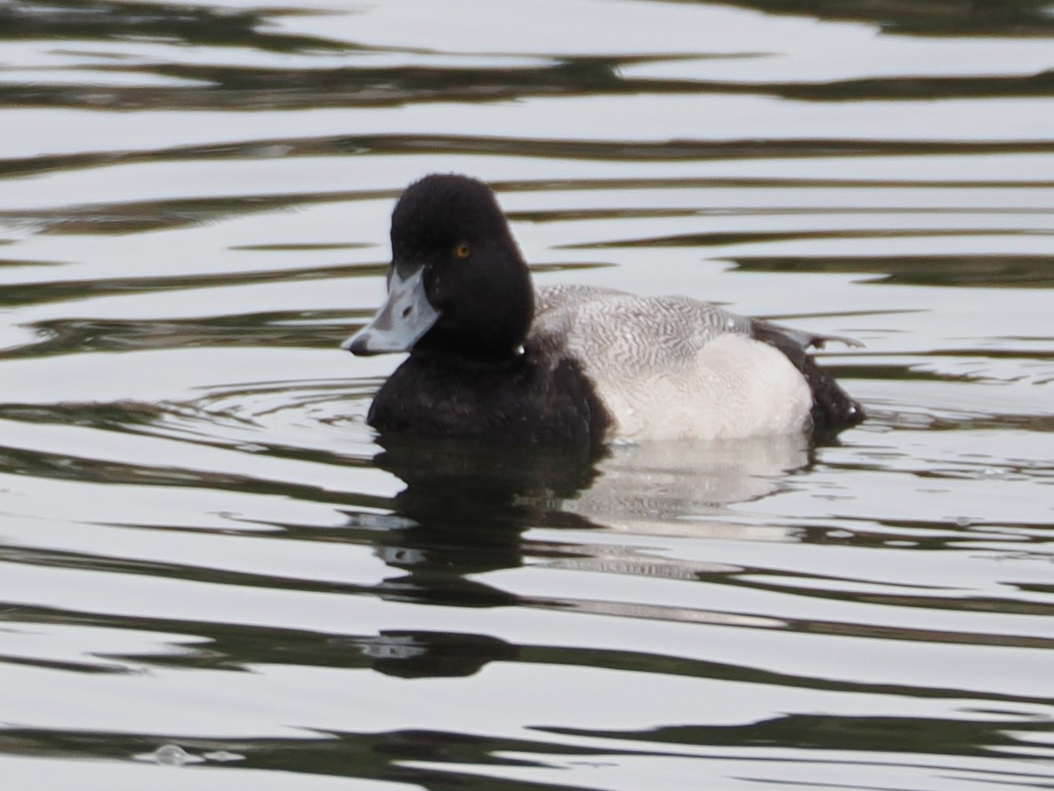 小斑背潛鴨 - ML652891910
