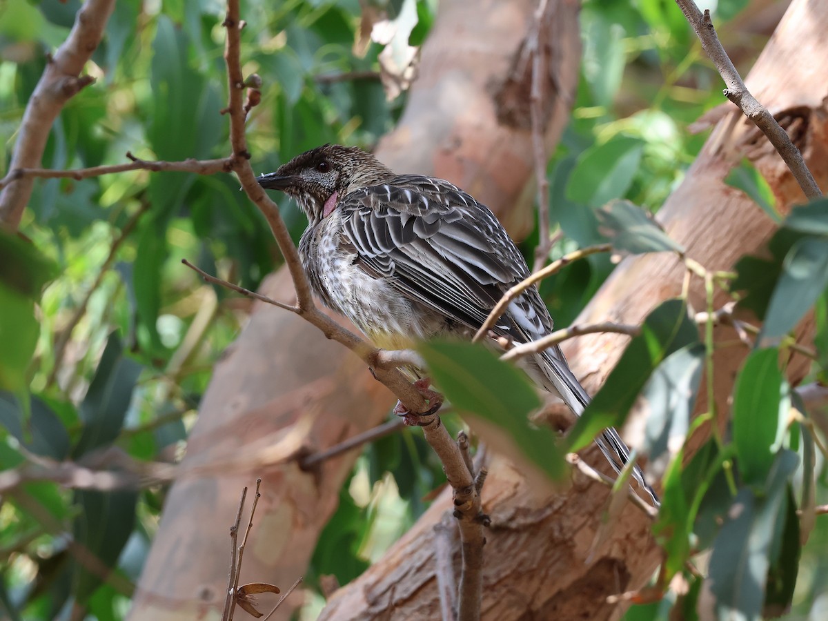 Red Wattlebird - ML652891912