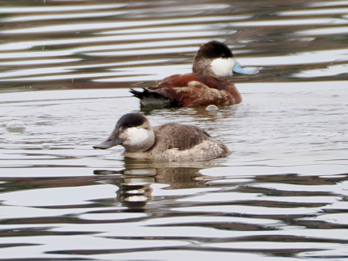 Ruddy Duck - ML652891954
