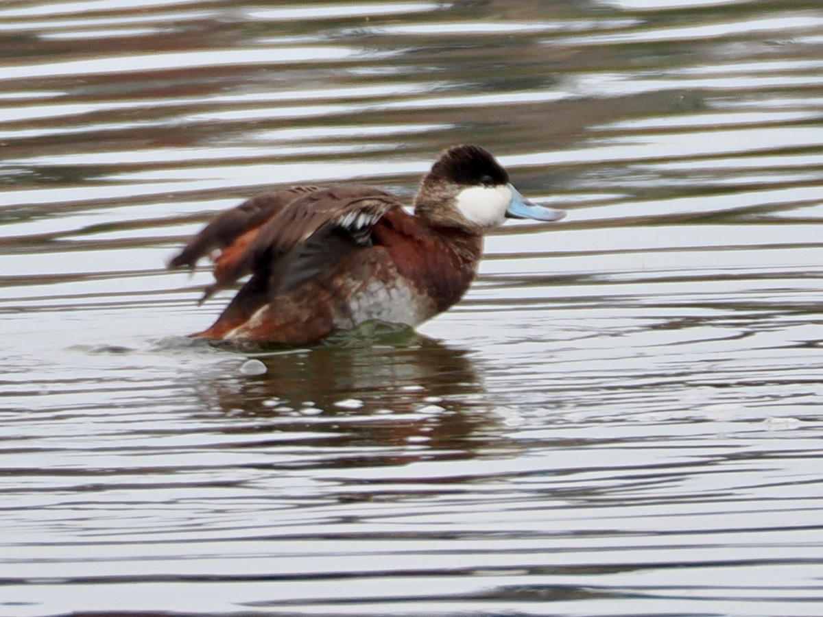 Ruddy Duck - ML652891972