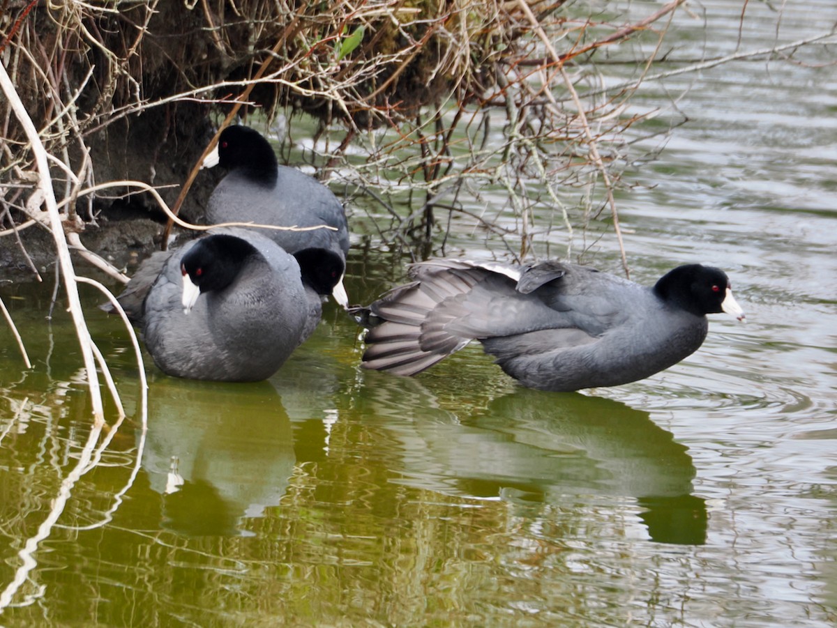 American Coot - ML652891997