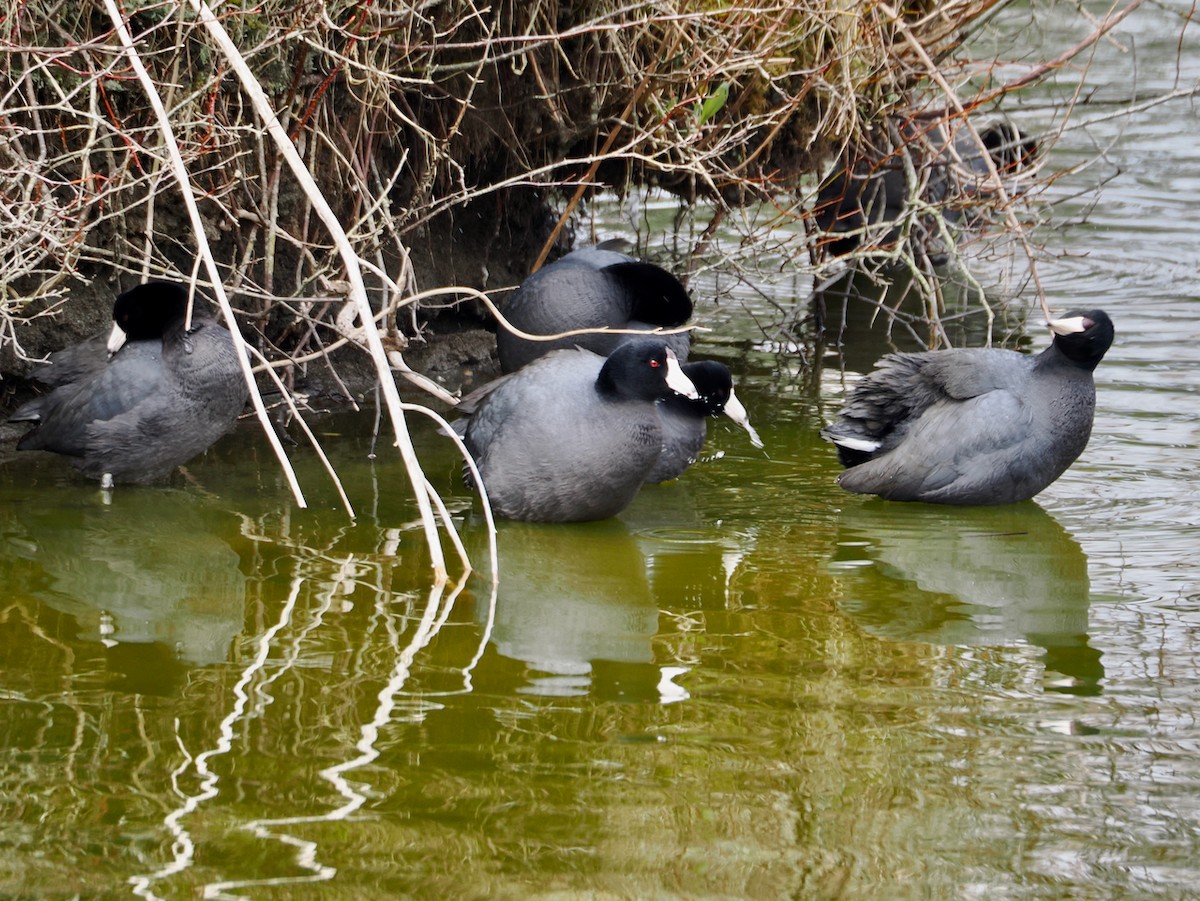 American Coot - ML652892011