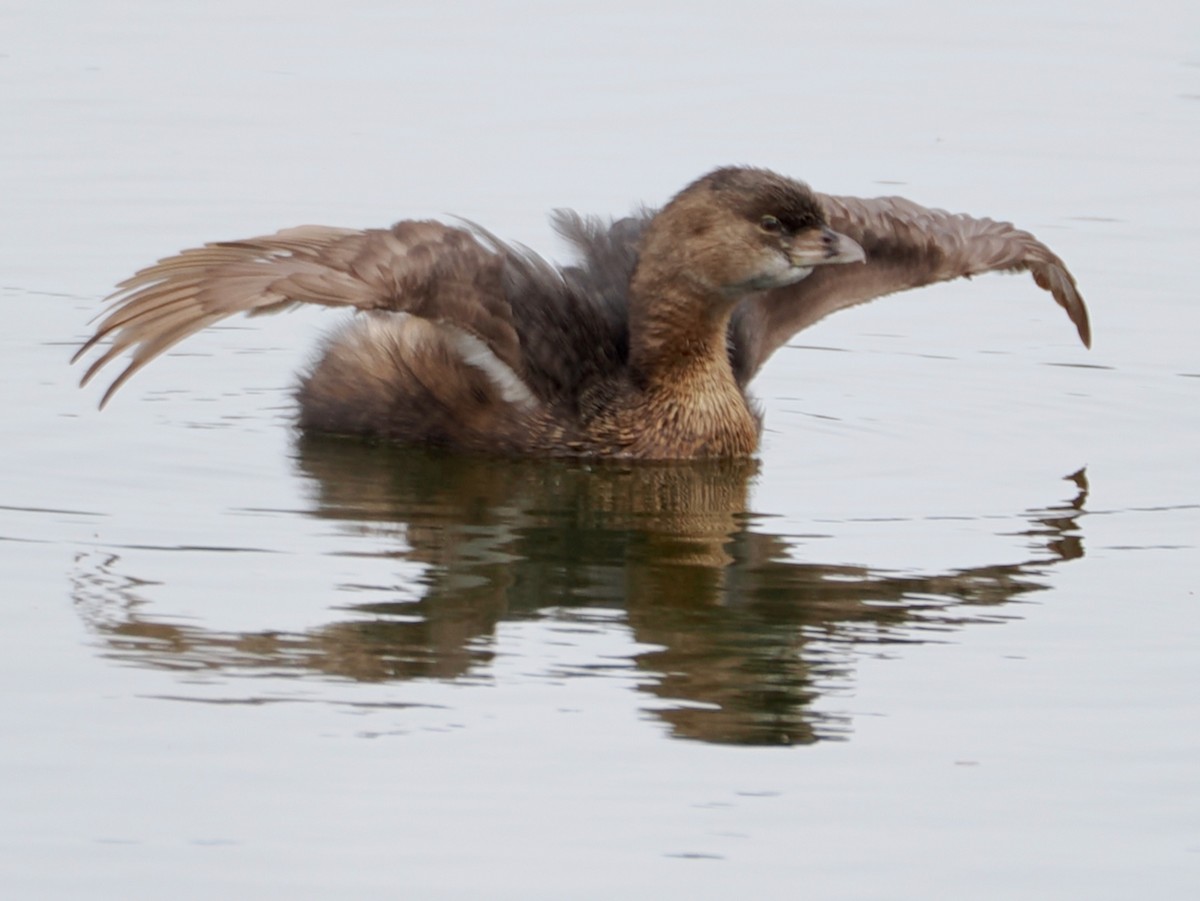 Pied-billed Grebe - ML652892022