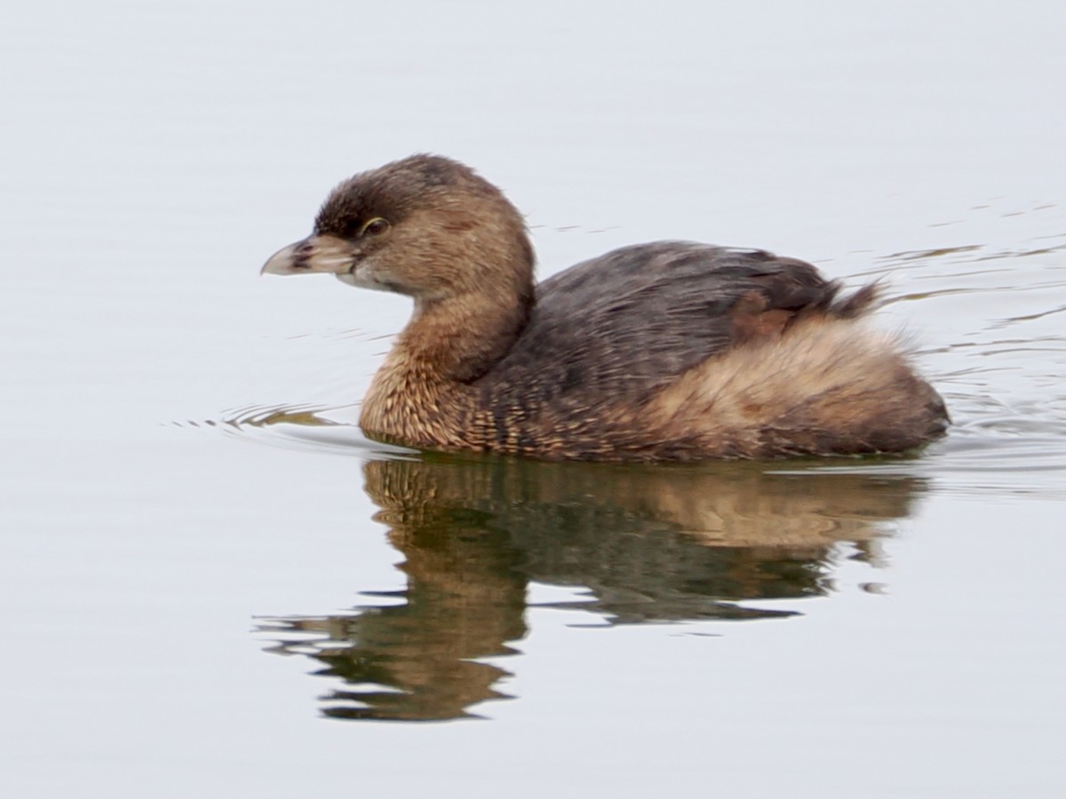 Pied-billed Grebe - ML652892029