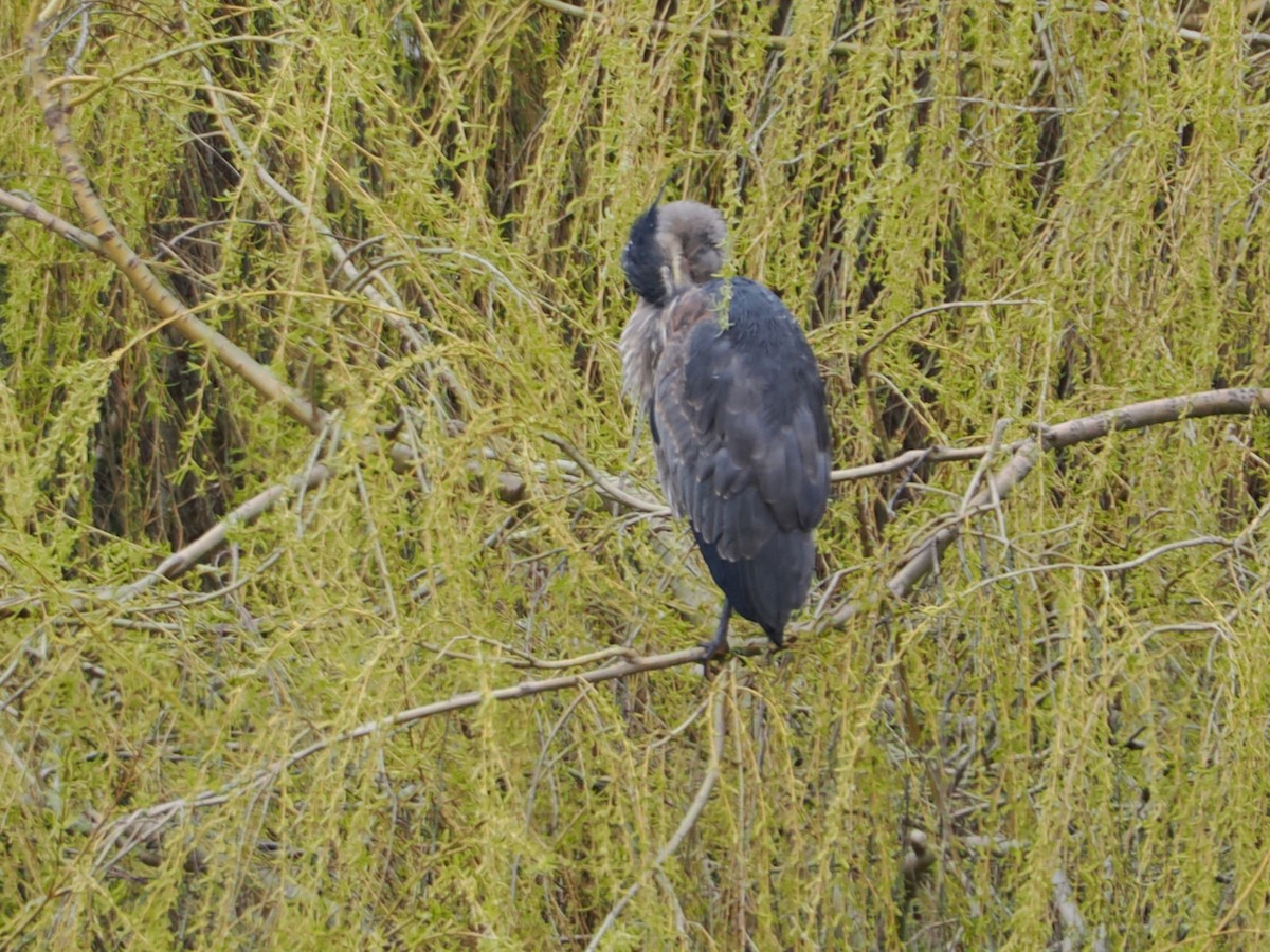 Great Blue Heron - ML652892042