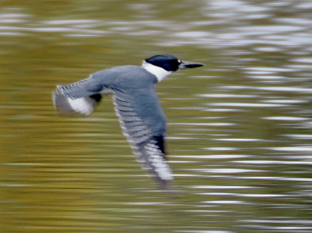 Belted Kingfisher - ML652892052