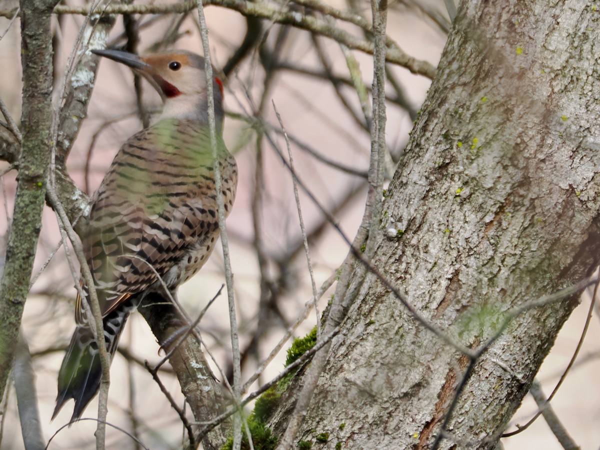 Northern Flicker - ML652892065