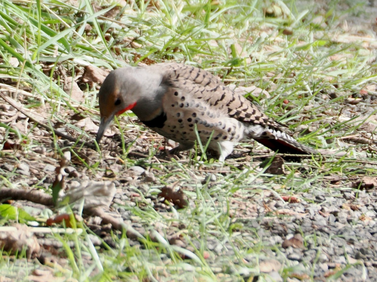 Northern Flicker - ML652892075