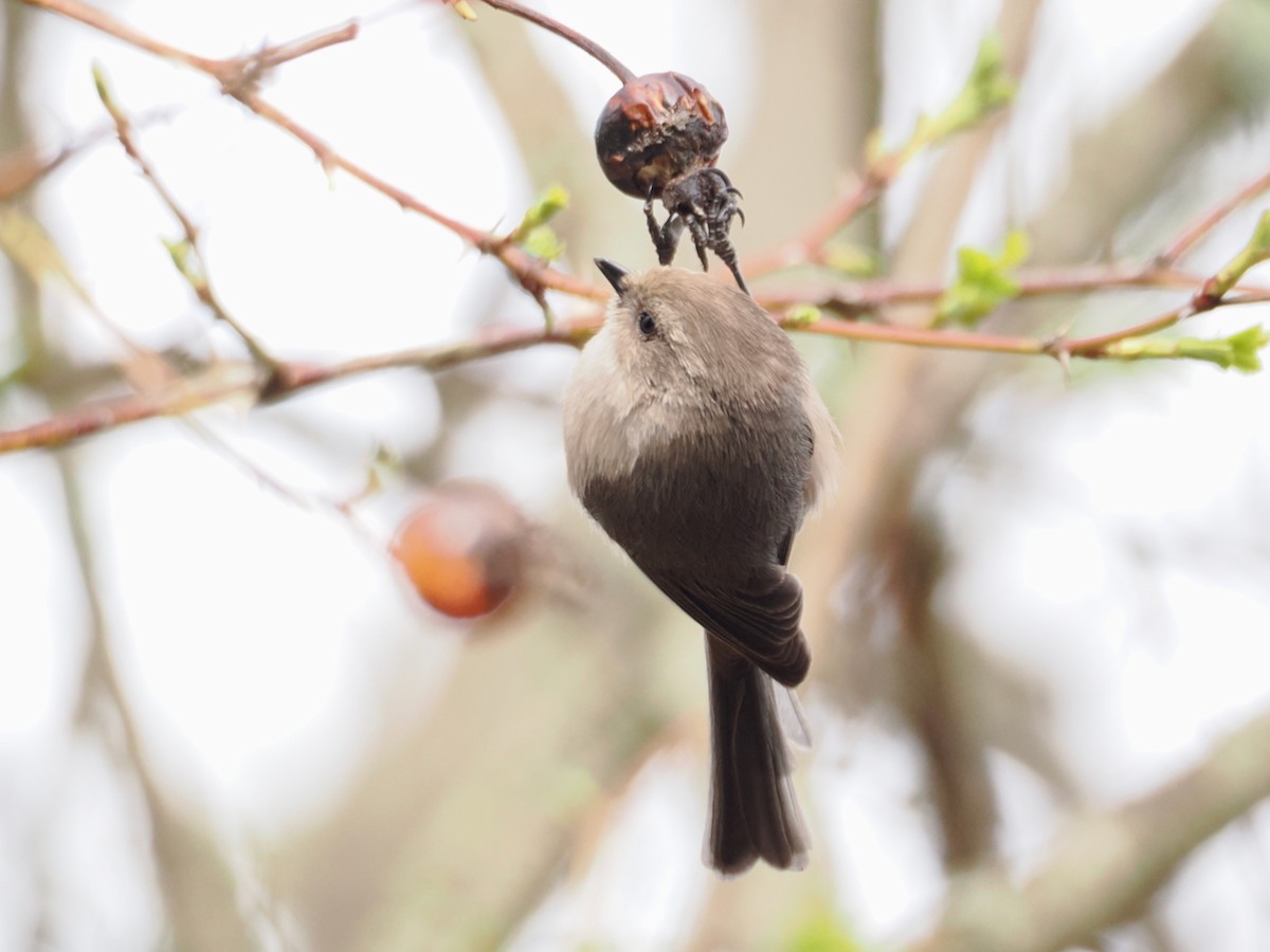 Bushtit - ML652892085