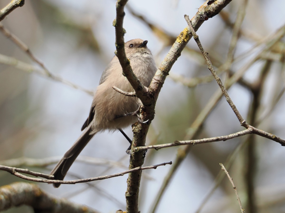 Bushtit - ML652892097