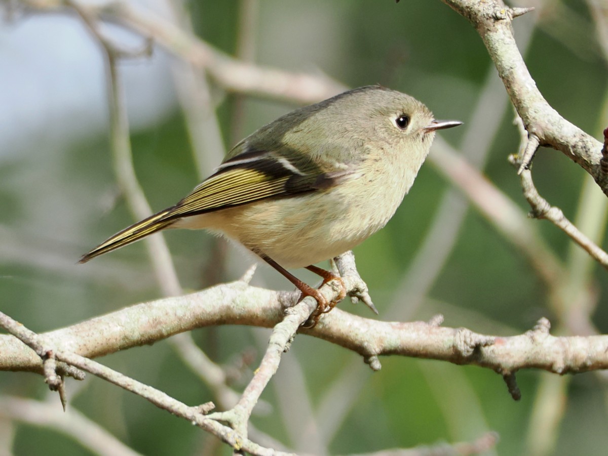 Ruby-crowned Kinglet - ML652892106